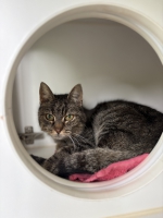 thumb_Fundkatze 09.05.2026
